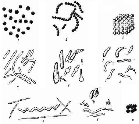 какую форму могут иметь бактерии. картинка какую форму могут иметь бактерии. какую форму могут иметь бактерии фото. какую форму могут иметь бактерии видео. какую форму могут иметь бактерии смотреть картинку онлайн. смотреть картинку какую форму могут иметь бактерии.