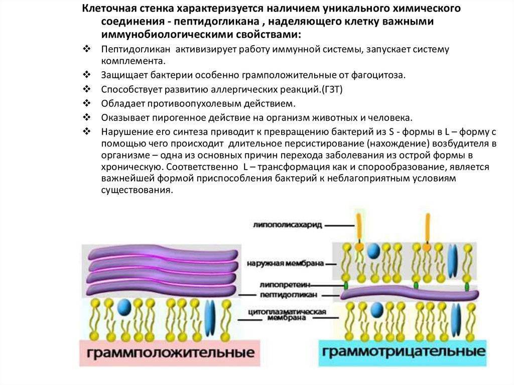 Клеточная стенка состоит из пептидогликана. Метод выявления клеточной стенки бактерий. Строение и функции клеточной стенки бактерий. Клеточная стенка кислотоустойчивых бактерий. Клеточная стенка грамположительных и грамотрицательных бактерий.