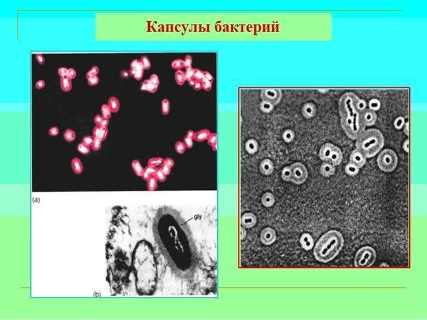 Капсула клетки