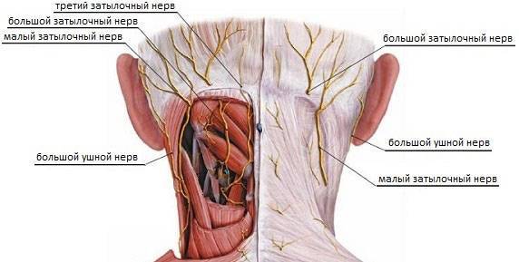 Где болит голова при шейном остеохондрозе фото