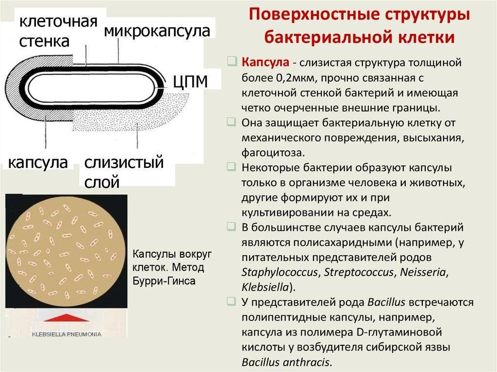 Какие вещества образуют тело бактерии. Структура бактериальной клетки капсула. Строение капсулы микробиология. Строение капсулы бактерий. Структура капсулы бактерий.