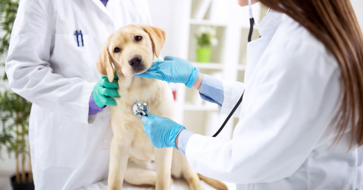Инновационные таблетки апоквел для собак: правила применения противозудного ветеринарного препарата с комплексным действием