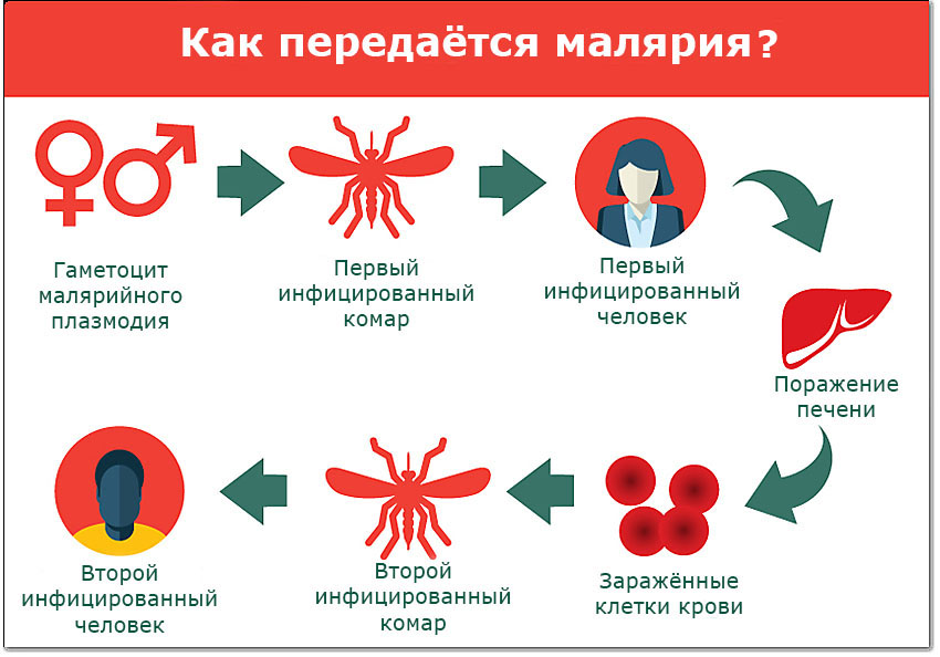 Малярия, описание заболевания на портале medihost.ru