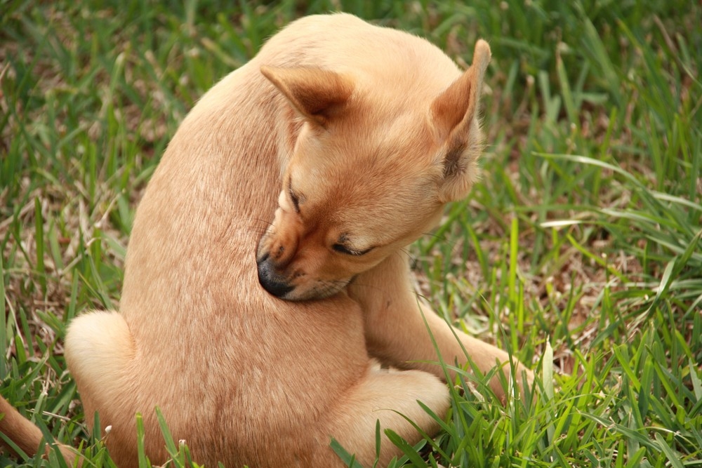 Апоквель для собак: устранение зуда и раздражения при аллергии