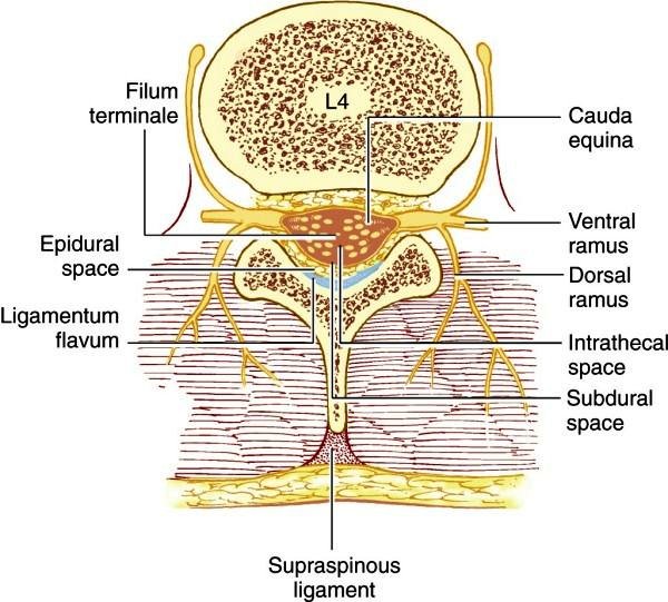 Твердая и арахноидальная оболочка спинного мозга