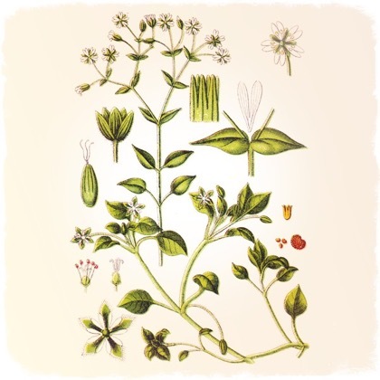 Применение травы пол пала ( эрва шерстистая) в народной медицине: описание, полезные свойства, лучшие рецепты