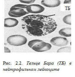 Морфология клеток миелоцитарного (гранулоцитарного) ростка