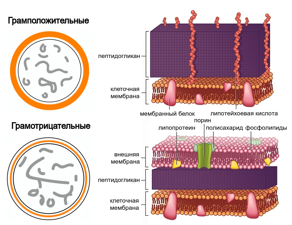 Строение грам бактерий. Строение клеточной стенки грамотрицательных бактерий. Клеточная стенка грамположительных бактерий микробиология. Строение мембраны грамположительных бактерий. Строение клеточной стенки гр бактерий.