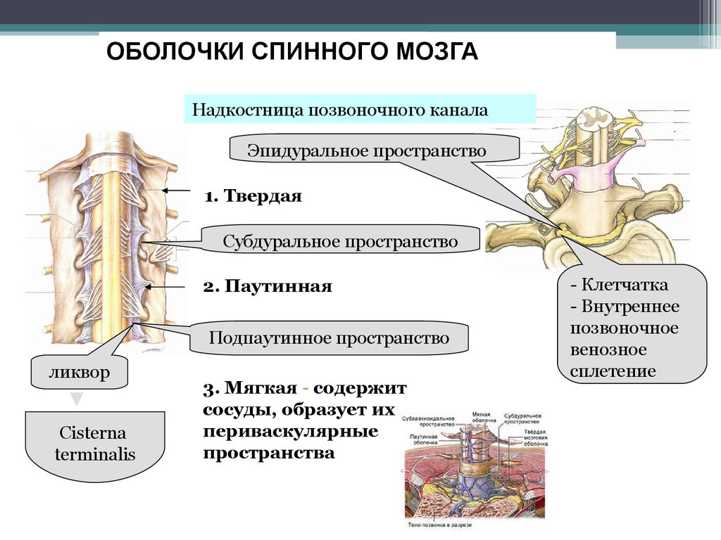 Клиническая анатомия позвоночника и спинного мозга
