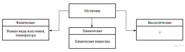 Схема мутагенные факторы