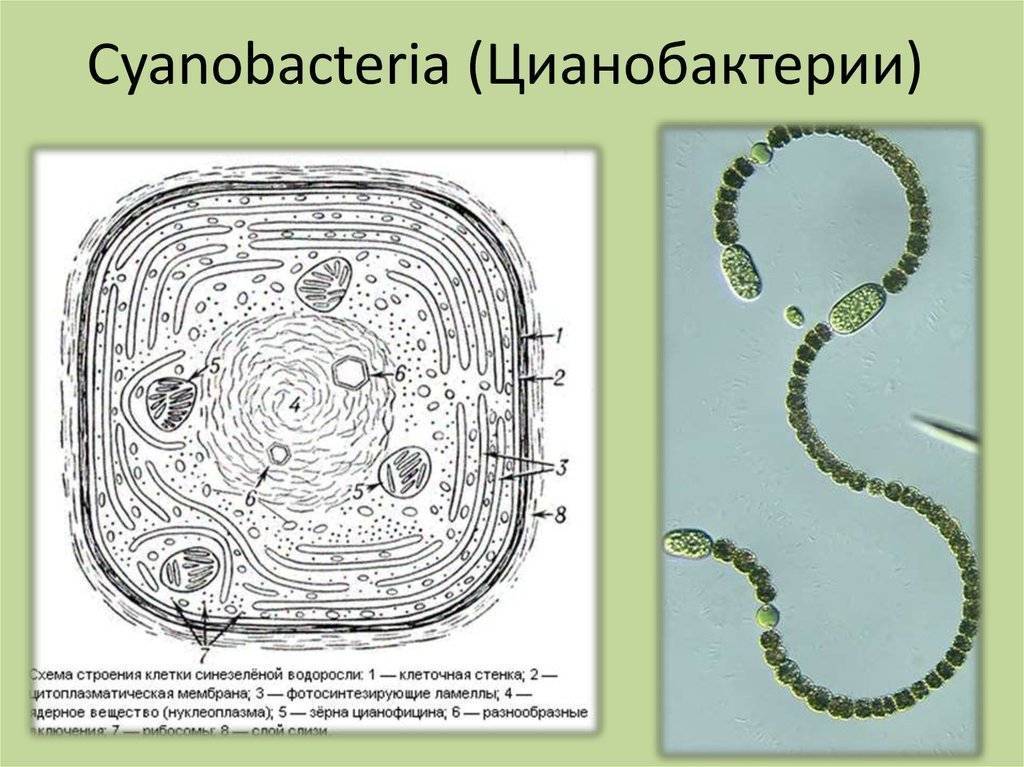 Клетки водорослей и цианобактерий. Цианобактерия строение. Цианобактерии строение клетки. Цианобактерии сине-зеленые водоросли. Схема строения клетки цианобактерии.
